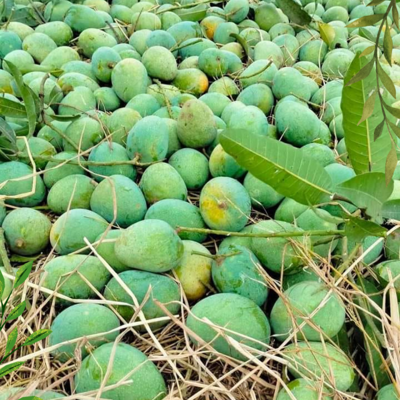 হিমসাগর আম