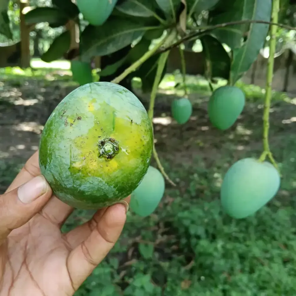 রানীপছন্দ আম